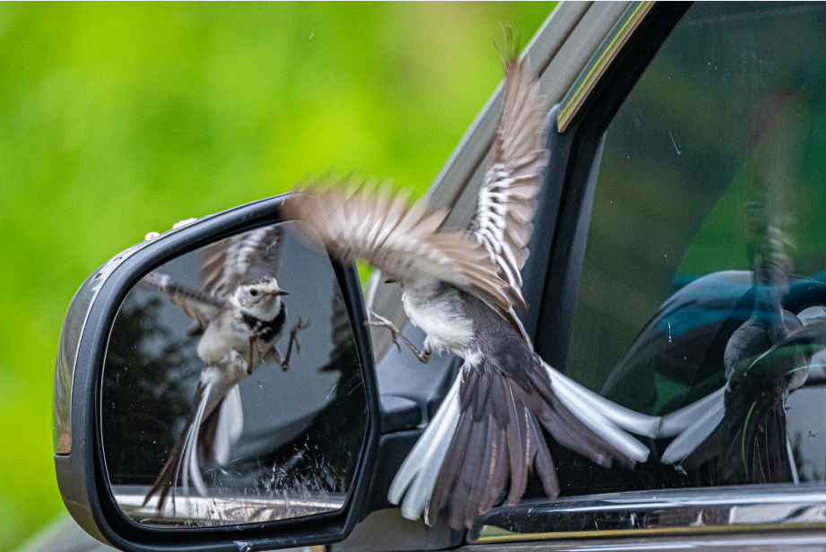 11_2《愛臭美的小精靈》（組照）王啟友 15367572777.png