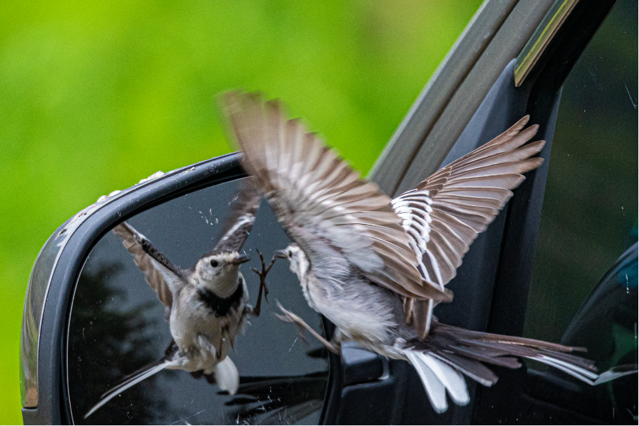 11_3《愛臭美的小精靈》（組照）王啟友 15367572777.png