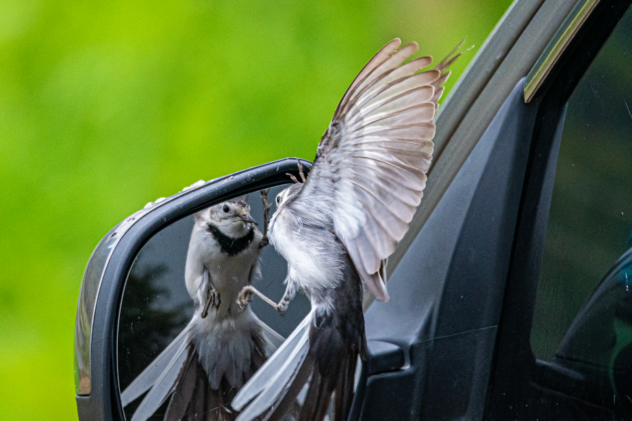 11_4《愛臭美的小精靈》（組照）王啟友 15367572777.png