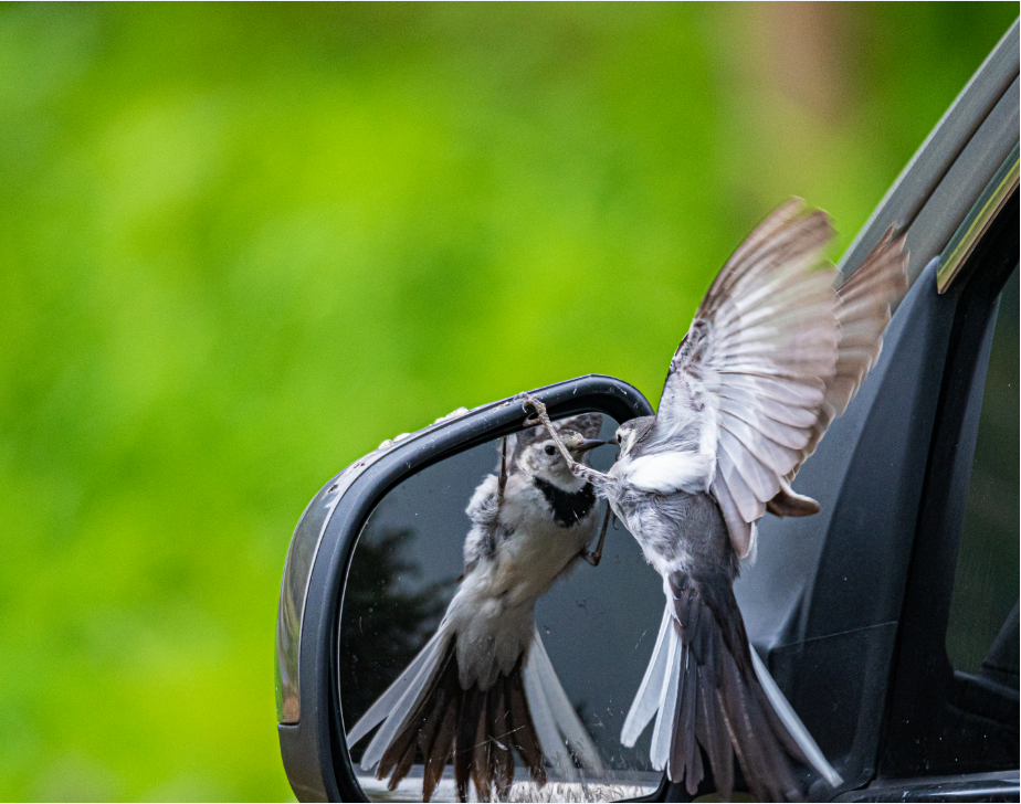 11_5《愛臭美的小精靈》（組照）王啟友 15367572777.png