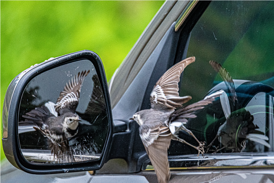 11_6《愛臭美的小精靈》（組照）王啟友 15367572777.png