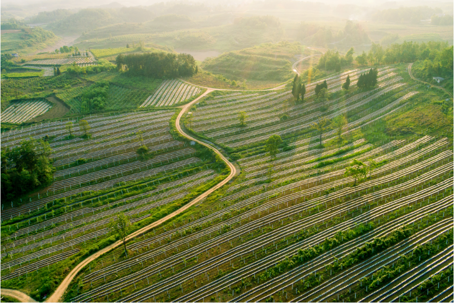 13_1 荒地變果園（組照） 陳敏捷 13507479497.png