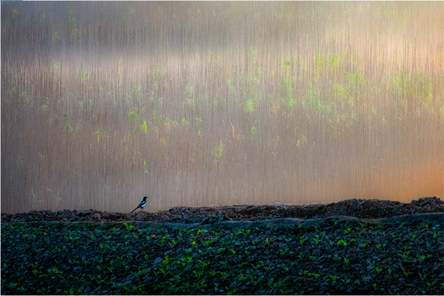 25家園 岳陽君山 沈靜 15773010626.png