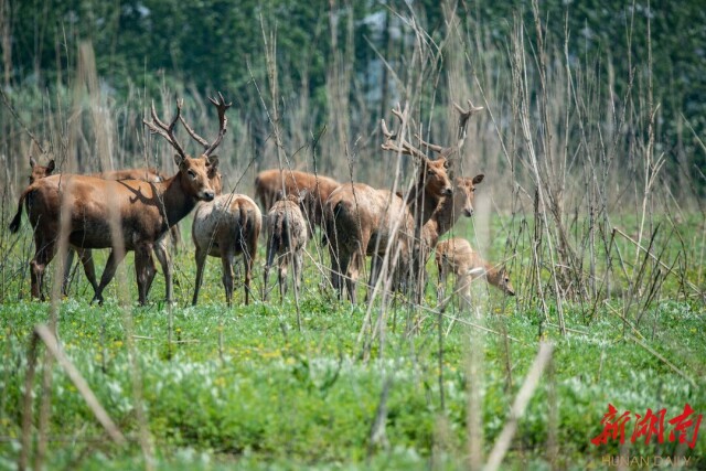 以今日小小善舉，換明日生生不息，岳陽多方宣傳“加碼”野生動植物保護
