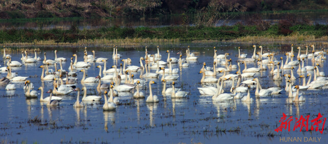 以今日小小善舉，換明日生生不息，岳陽多方宣傳“加碼”野生動植物保護