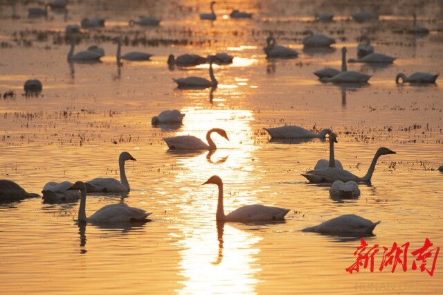 大道向前·沿著總書記足跡丨華龍碼頭:水碧大江流