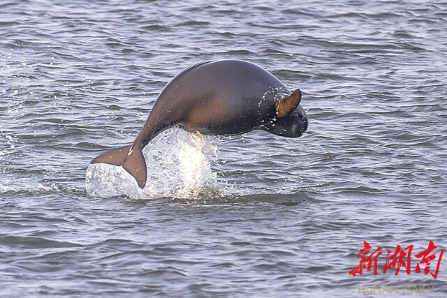 大道向前·沿著總書記足跡丨華龍碼頭:水碧大江流