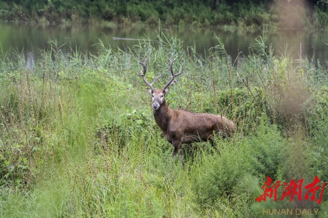 大道向前·沿著總書記足跡丨華龍碼頭:水碧大江流