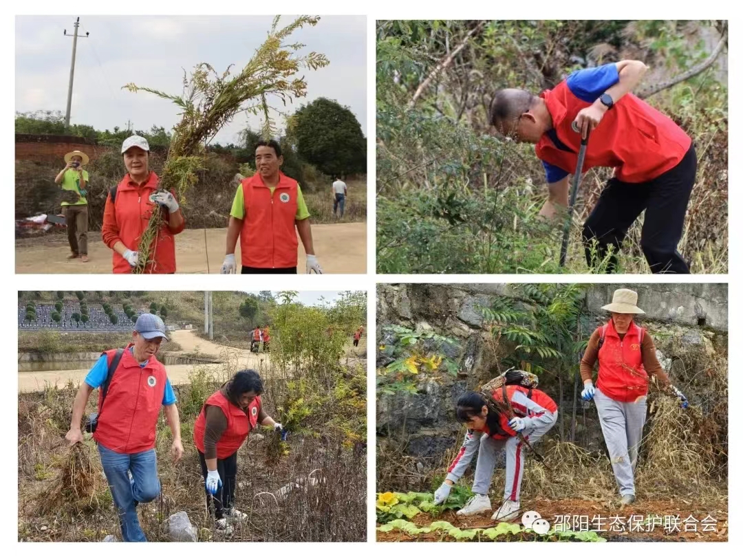 1698649458393075672.jpg 10.30邵陽一枝黃花2.jpg