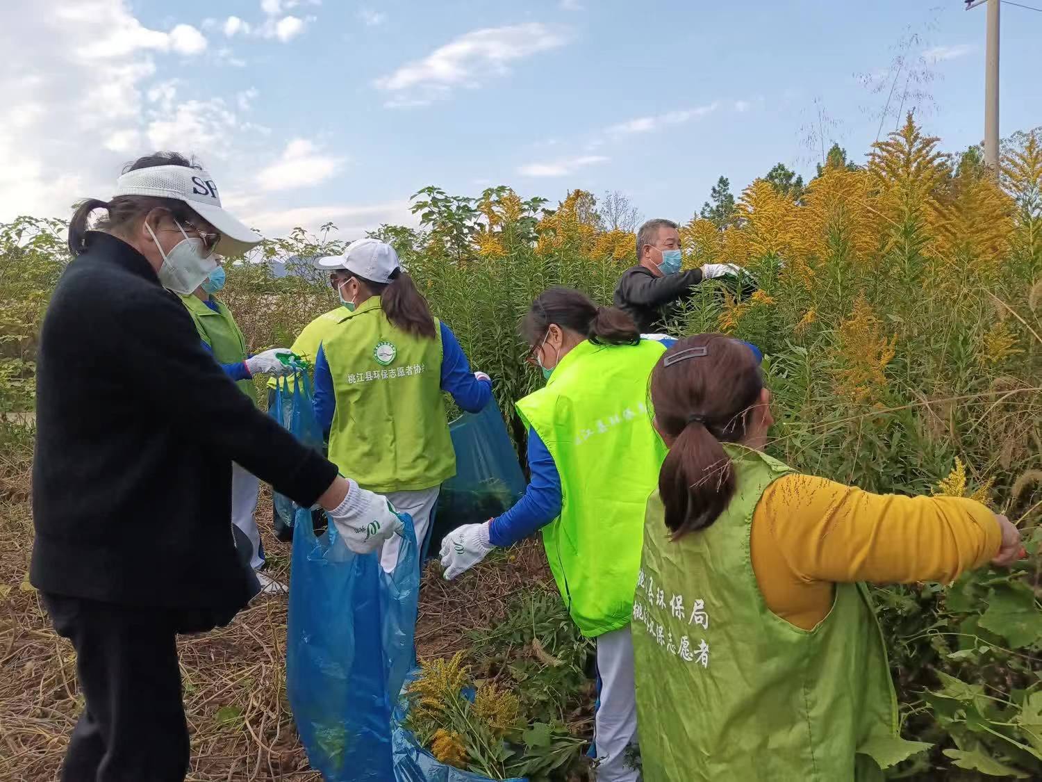 11.8桃江鏟除加拿大一枝黃花4.jpg