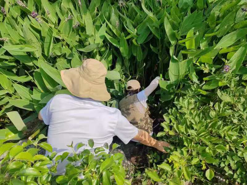 1720686807634064201.jpg 7.11株洲大隊福壽螺6.jpg