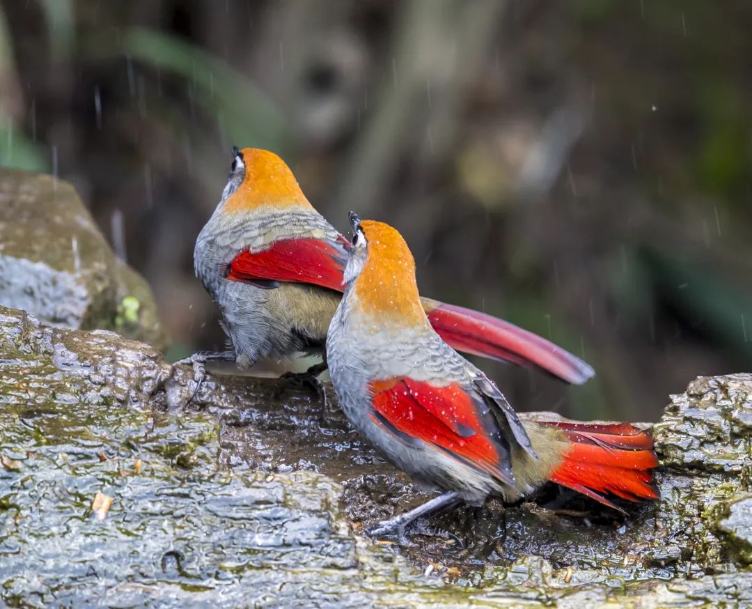 1739863534066021804.jpeg 1739863534066021804.jpeg